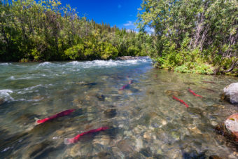 Best Fishing Guides Indian Creek Alaska