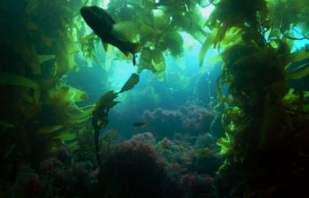 Calico Bass Fishing in the Kelp Forests of San Diego, California