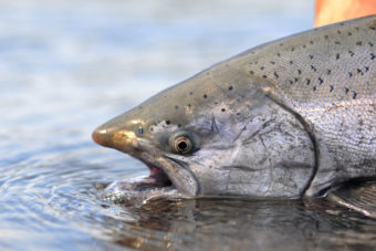 Oregon’s Tillamook Bay – Where Fat Chinook Salmon Reign Supreme