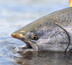 oregon_salmon_fishing_guides 250x227